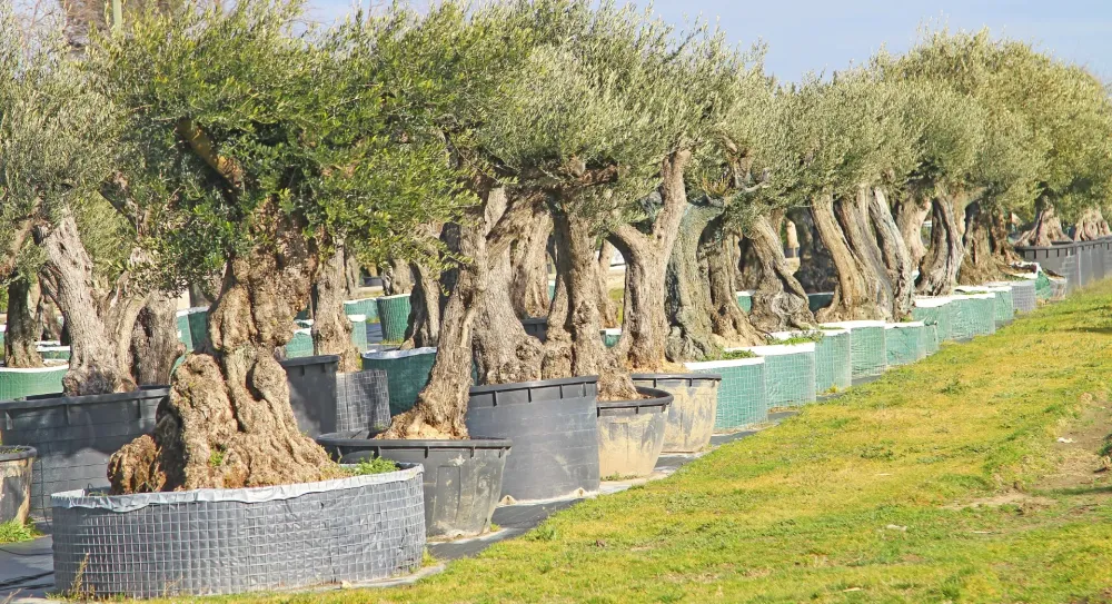 Vente d'oliviers à La Tour Saint-Gelin