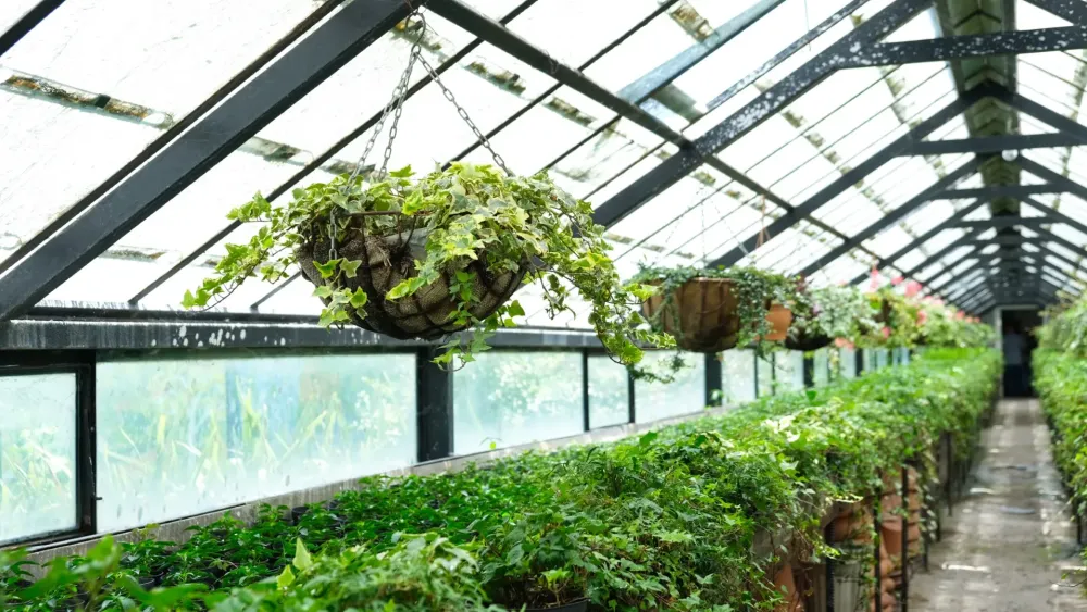 Plantes d’ornement à La Tour Saint-Gelin