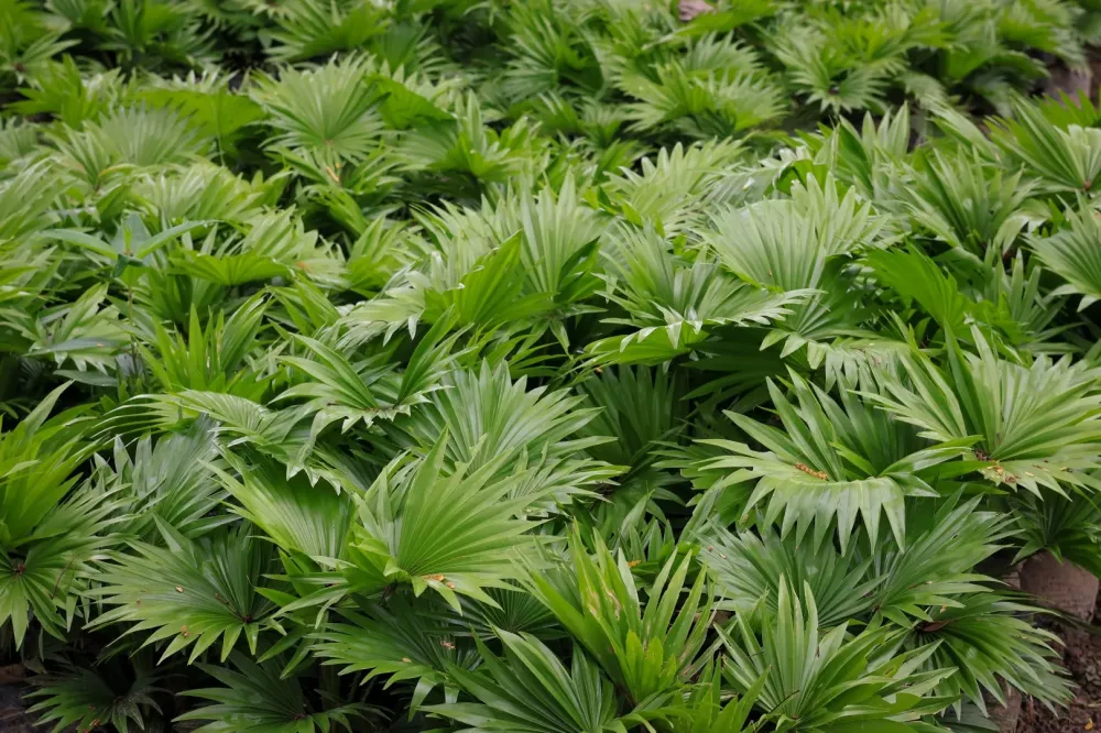 Palmiers et arbres exotiques
