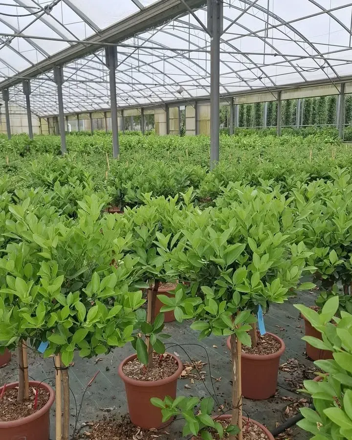 arrivage-vegetal-semaine2