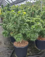 arrivage-vegetal-semaine4