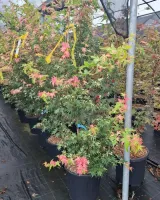 arrivage-vegetal-semaine5