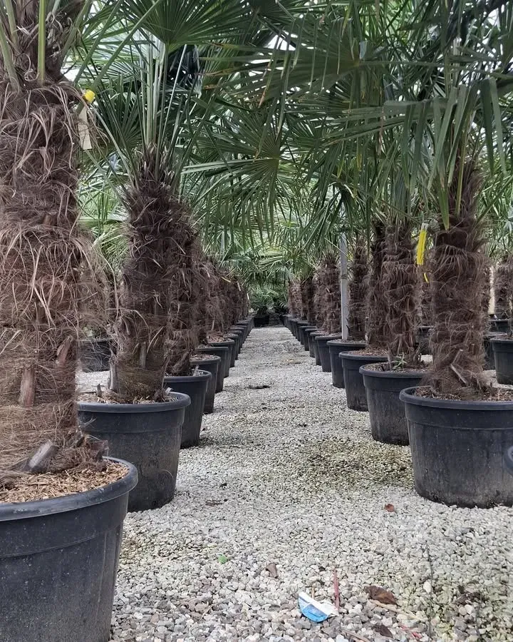 arrivage-vegetal-semaine