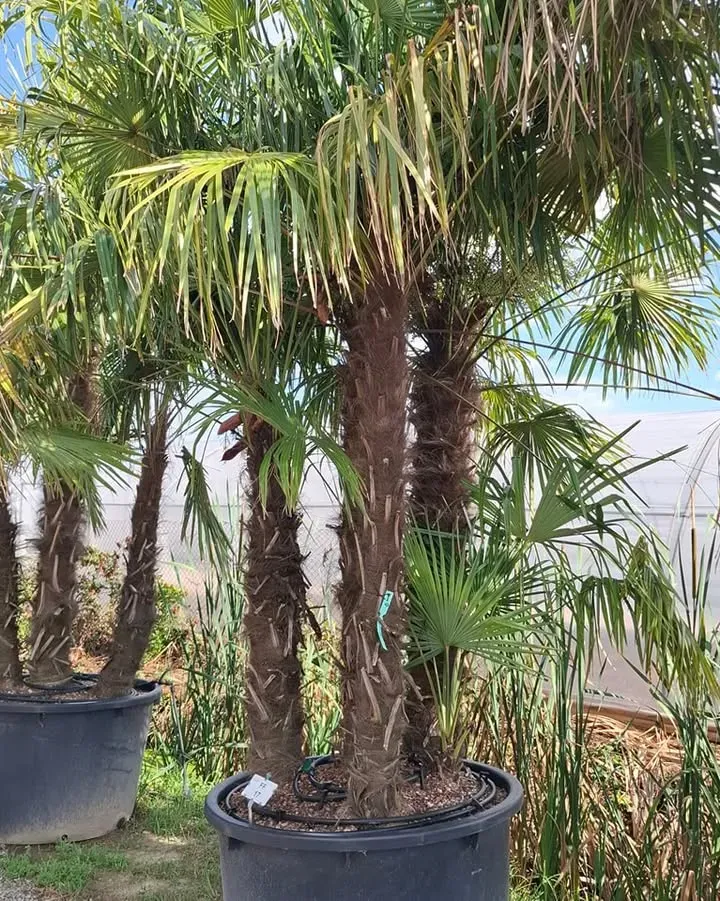 debut-des-selections2