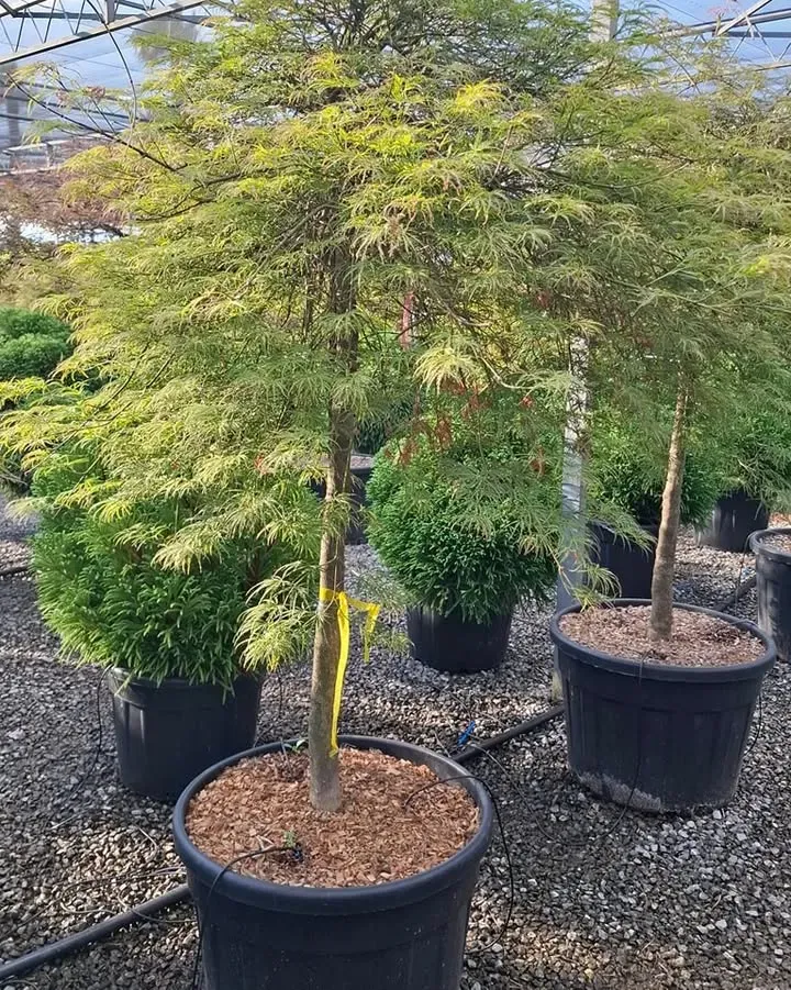 debut-des-selections4