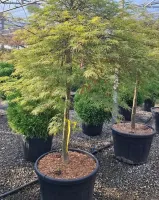 debut-des-selections4