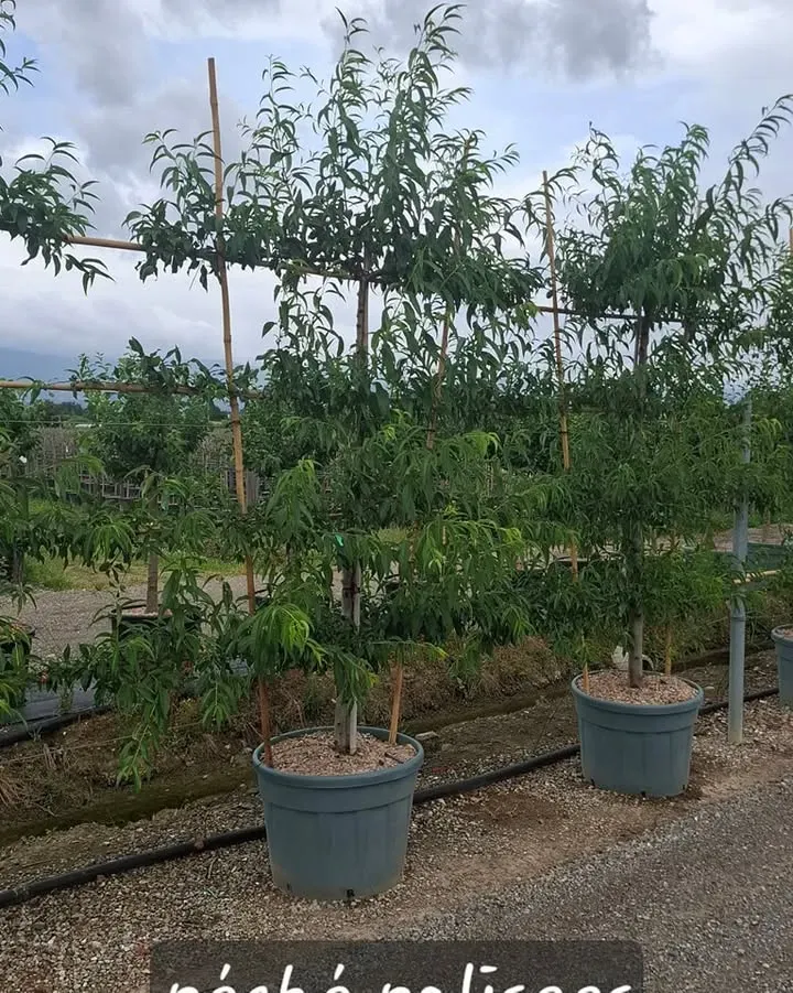 debut-des-selections5