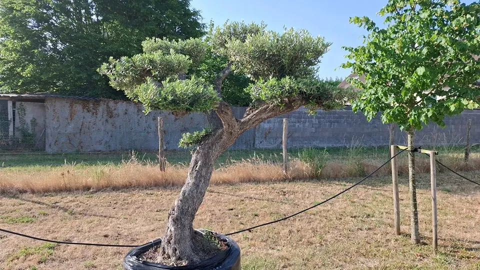 Fête des pères à la pépinière