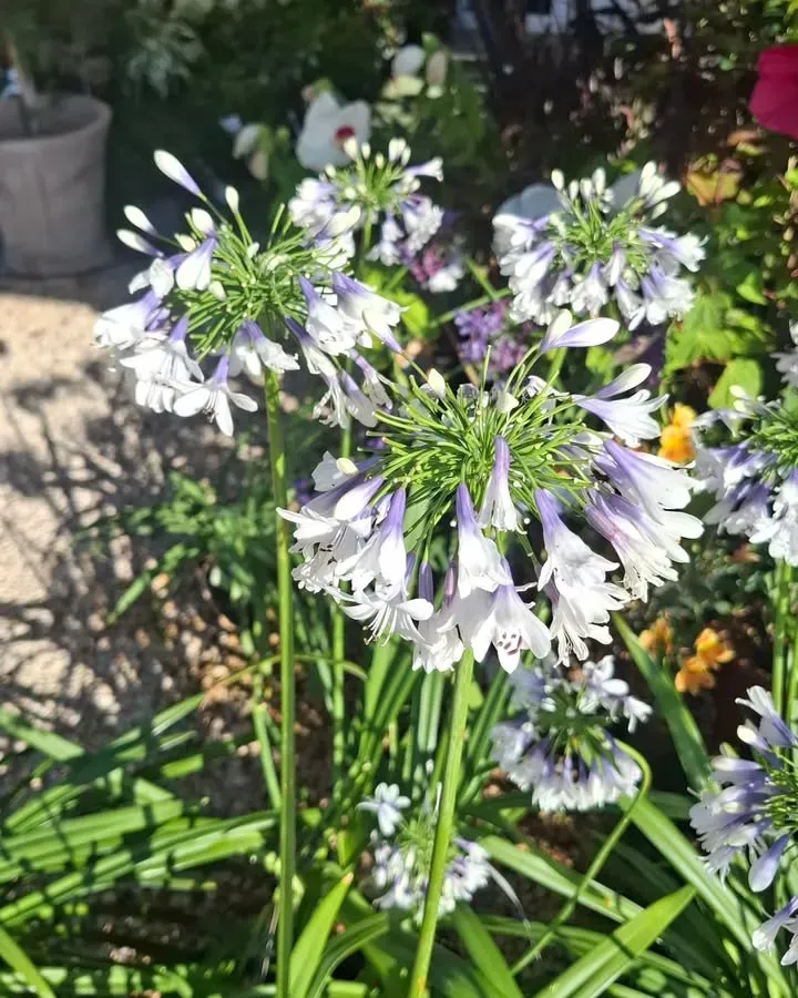 pepinieres-en-fleurs2