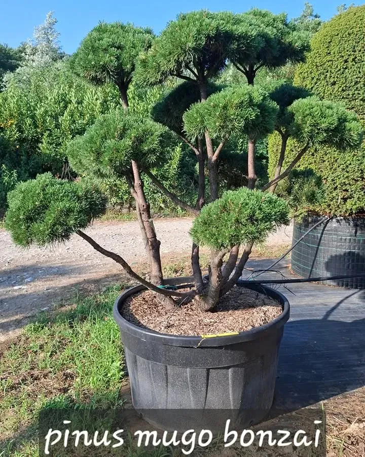 Sélection à Florence