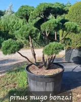 selection-a-florence