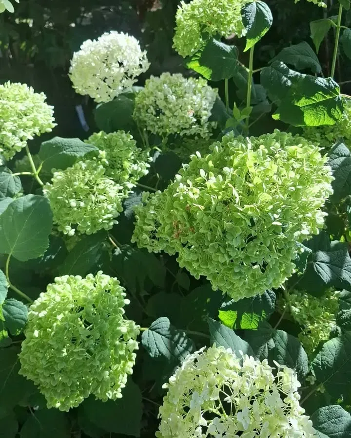 pepinieres-en-fleurs3