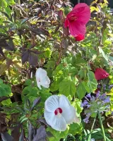 pepinieres-en-fleurs4