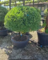 selection-a-florence2