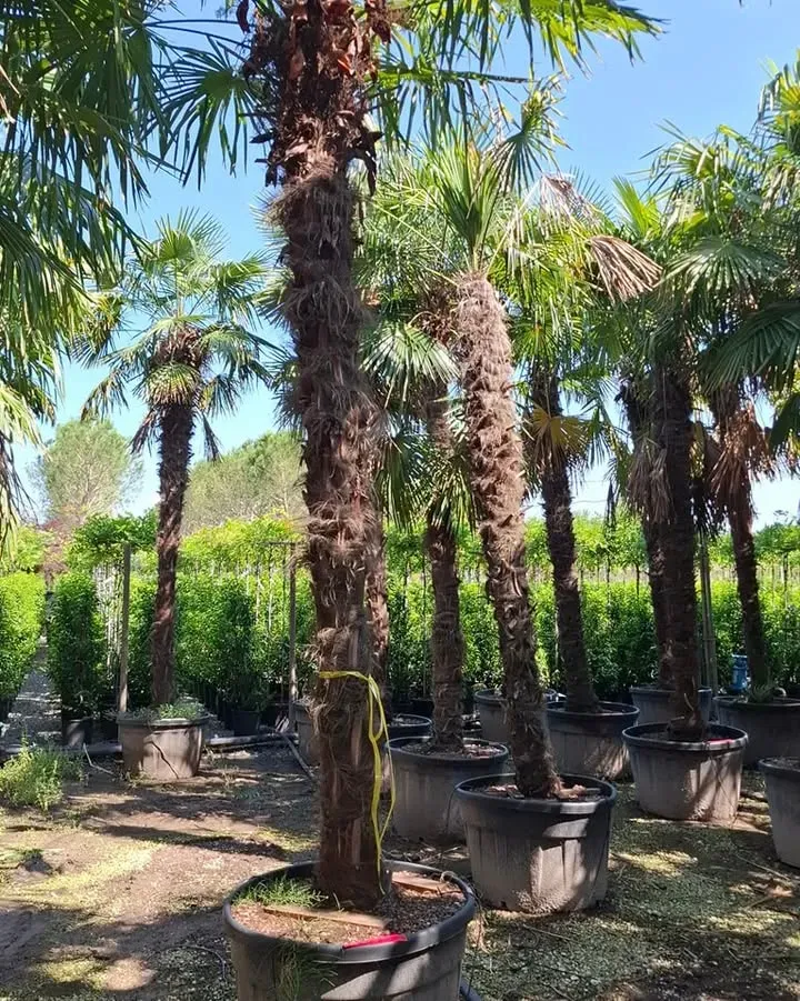 selection-a-florence4