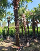 selection-a-florence4